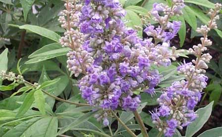 Chaste Berry - Vitex Agnus Castus herbal remedy